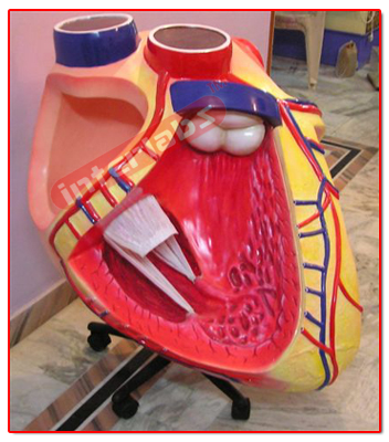 Giant Heart Model